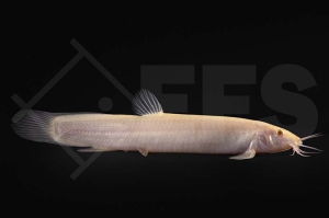 070061_Misgurnus-anquillicaudatus_Schlammpeitzger_gold_01