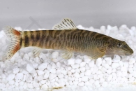 070065_Schistura-mahnerti_Schlangenhaut-Bachschmerle_01