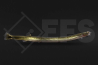 070067_Pangio-anguillaris_Aal-Dornauge_01