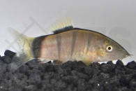 070068_Botia-hymenophysa_Tigerprachtschmerle_01