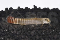 070070_Nemacheilus-fasciatus_Rotschwanzschmerle_01