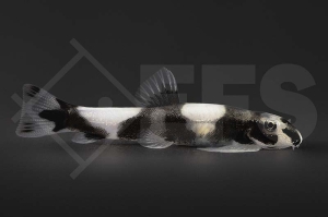 070132_Yaoshania-pachychilus_Pandaschmerle_01