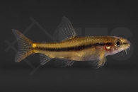 070140_Tuberoschistura-arakanensis_Rosy-Zwergschmerle_01