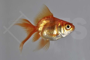 140019_Carassius-auratus_Schleierschwanz-rot_01