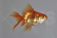 140019_Carassius-auratus_Schleierschwanz-rot_01