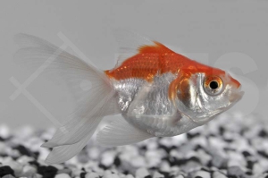 140020_Carassius-auratus_Schleierschwanz-rot-weiss_01