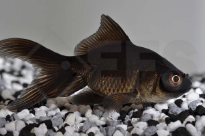 140021_Carassius-auratus_Schleierschwanz-schwarz_01