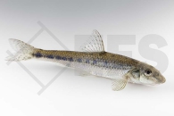 140029_Gobio-gobio_Gruendling_01