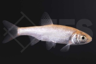 140046_Leuciscus-idus_Goldorfe_01