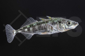 140054_Gasterosteus-aculeatus_Stichling_01
