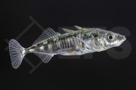 140054_Gasterosteus-aculeatus_Stichling_01