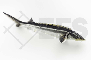 140057_Acipenser-gueldenstaedtii_Waxdick_01