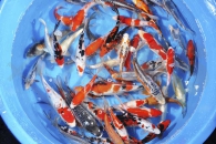 140061_Cyprinus-carpio_Koi-A-MIX_01