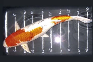 140091_Cyprinus-carpio_Koi-A-MIX--handverlesen_01