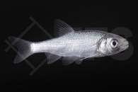 140140_Leuciscus-idus_Blauorfe_01