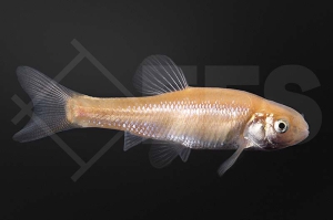 140143_Pimephales-promelas_Goldelritzen_01