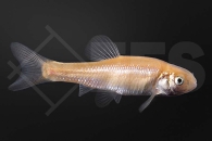 140143_Pimephales-promelas_Goldelritzen_01