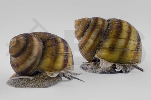 140148_Viviparus-viviparus_Sumpfdeckelschnecke_02