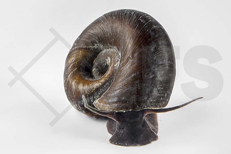 140152_Planorbarius-corneus_Posthornschnecke_01