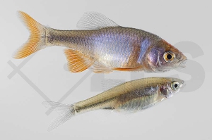 140157_Cyprinella-lutrensis_Amerikanische-Rotflossenorfe_02