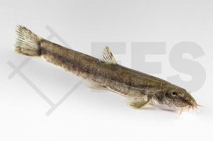 140160_Barbatula-barbatula_Bachschmerle_01