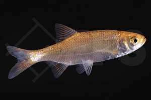 140163_Scardinius-erythrophthalmus_Goldrotfeder_02