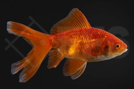 140169_Carassius-auratus_schleierschwanz_rot_03