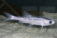 140180_Leuciscus-idus_Silberorfe_01