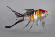 140185_koi_butterfly_01