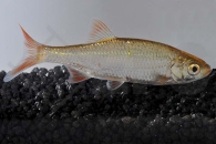 140207_Scardinius-erythrophthalmus_Goldrotfeder_01