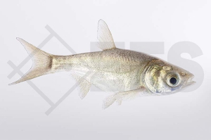 140224_Hypophthalmichthys-molitrix_Silberkarpfen_01