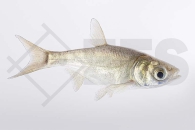 140224_Hypophthalmichthys-molitrix_Silberkarpfen_01