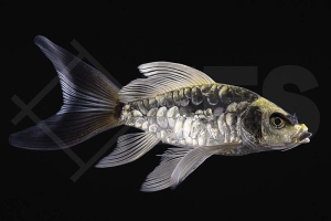 140257_Cyprinus-carpio_Butterflykoi-Kabuto_01-04_01