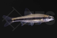 140260_Notropis-Lutipinnis_Weißflossenelritze_01