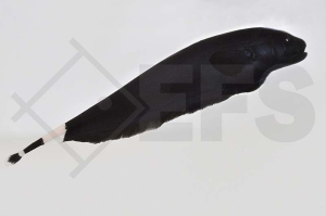 150001_Apteronotus-albifrons_Weissstirnmesserfisch_01