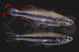 150003_Bedotia-geayi_Madagaskar-aehrenfisch_02