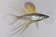 150007_Iriatherina-werneri_Filigran-Regenbogenfisch_01