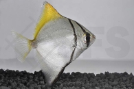 150012_Monodactylus-argenteus_Silberflossenblatt_01