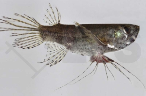 150013_Pantodon-bucholzi_Schmetterlingsfisch_01