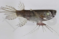 150013_Pantodon-bucholzi_Schmetterlingsfisch_01