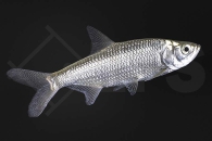 150015_Megalops-atlanticus_Atlantischer-Tarpun_01