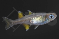 150016_Pseudomugil-signifer_Schmetterlings-Regenbogenfisch_02