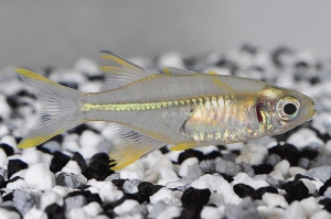 150021_Macrosatherina-ladigesi_Celebes-Sonnenstrahlfisch_01