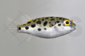 150024_Tetraodon-nigroviridis_Gruener-Kugelfisch_01