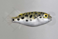 150024_Tetraodon-nigroviridis_Gruener-Kugelfisch_01