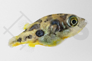 150025_Carinotetraodon-travancoricus_Erbsenkugelfisch_01