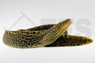 150026_Gymnothorax-polyuranodon-Leopardmuraene_01