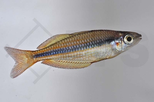 150029_Melanotaenia-trifasciata_Juwelen-Regenbogenfisch_01