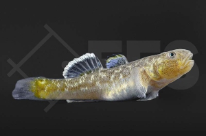 150030_Chlamydogobius-eremius_Wuestengrundel_01
