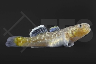 150030_Chlamydogobius-eremius_Wuestengrundel_01
